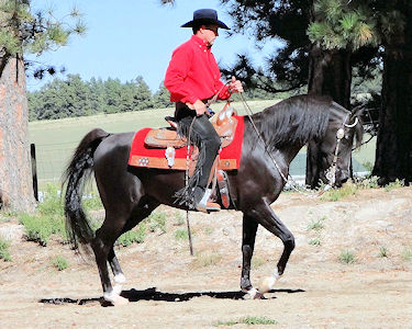 Bo at the CABA Stallion Presentation